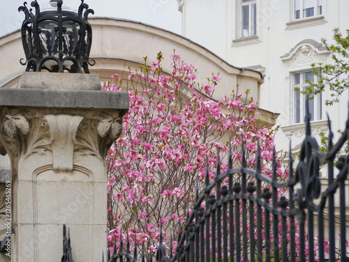 Magnolia blossom at the background of a historical building in Vienna. Spring concept photo