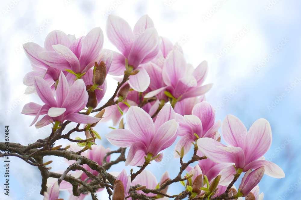 Fototapeta premium Magnolia blossom at the background of the sky. Spring concept