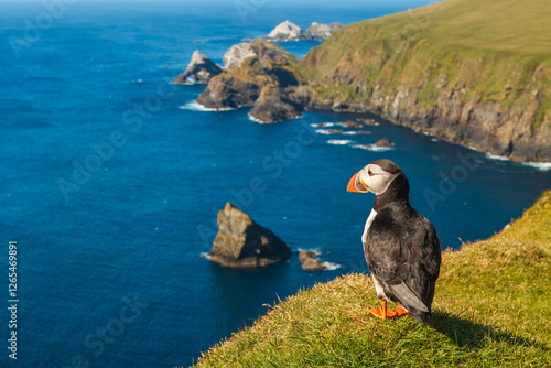 Atlantic or common puffin (Fratercula arctica) on the cliffs, Hermaness, Unst, Shetland Islands