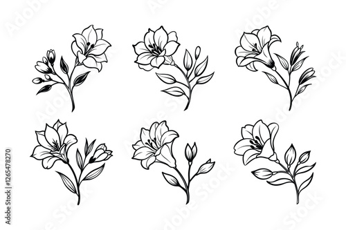 Freesia (Freesia spp.) line art vector illustration