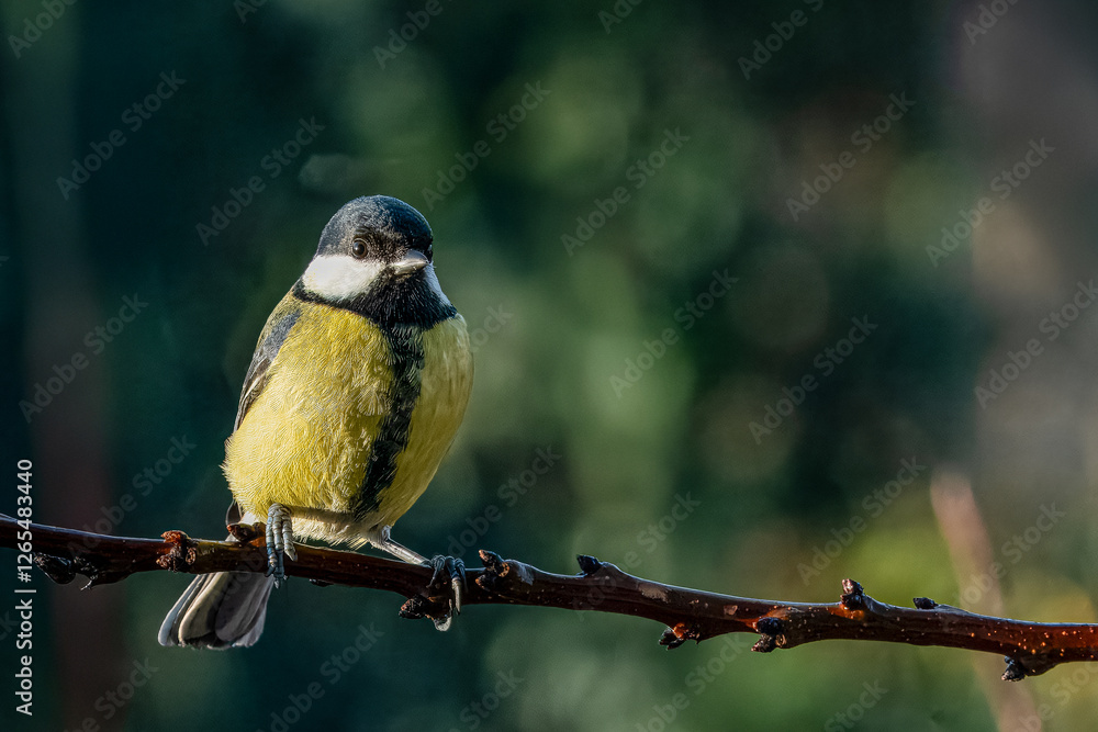 Una cinciallegra (Parus major) è appollaiata su un ramo in una fredda mattina invernale. Una cinciallegra (Parus major) è appollaiata su un ramo in una fredda mattina invernale.