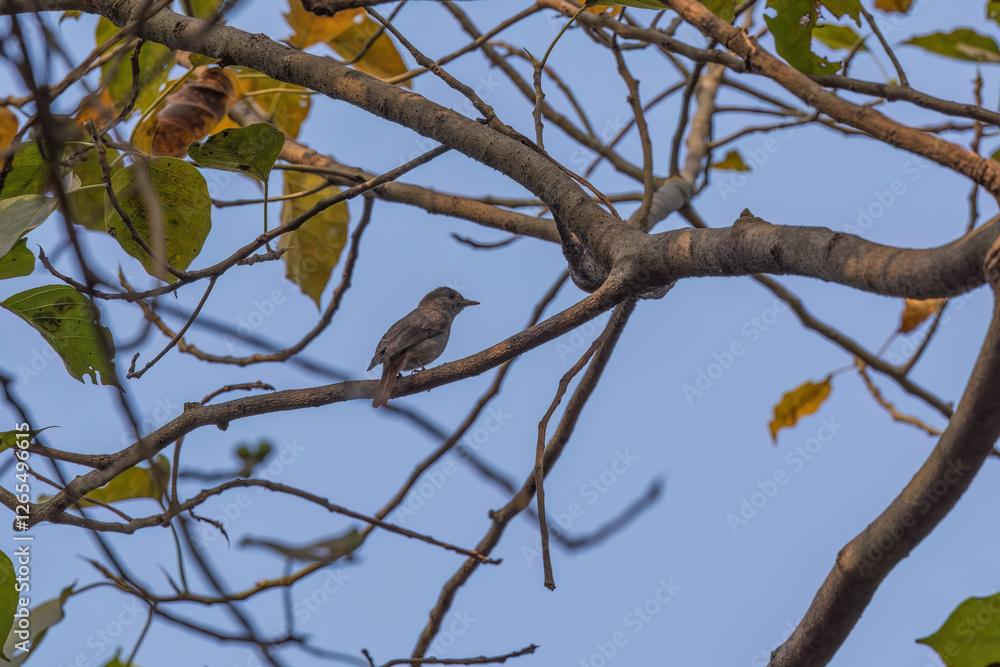 Rusty-tailed flycatcher (Ficedula ruficauda) at Lion Safari Park, Rabindra Sarobar, Kolkata, West Bengal, India Rusty-tailed flycatcher (Ficedula ruficauda) at Lion Safari Park, Rabindra Sarobar, Kolkata, West Bengal, India