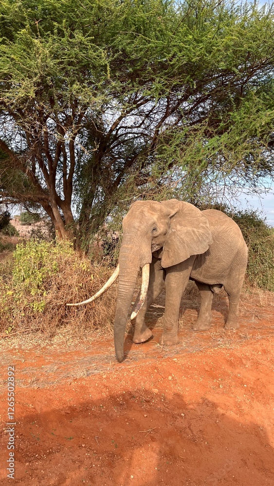 Fototapeta premium Majestic Elephant with Long Tusks in the African Savanna: A magnificent elephant with long tusks stands under an acacia tree in the African savanna.
