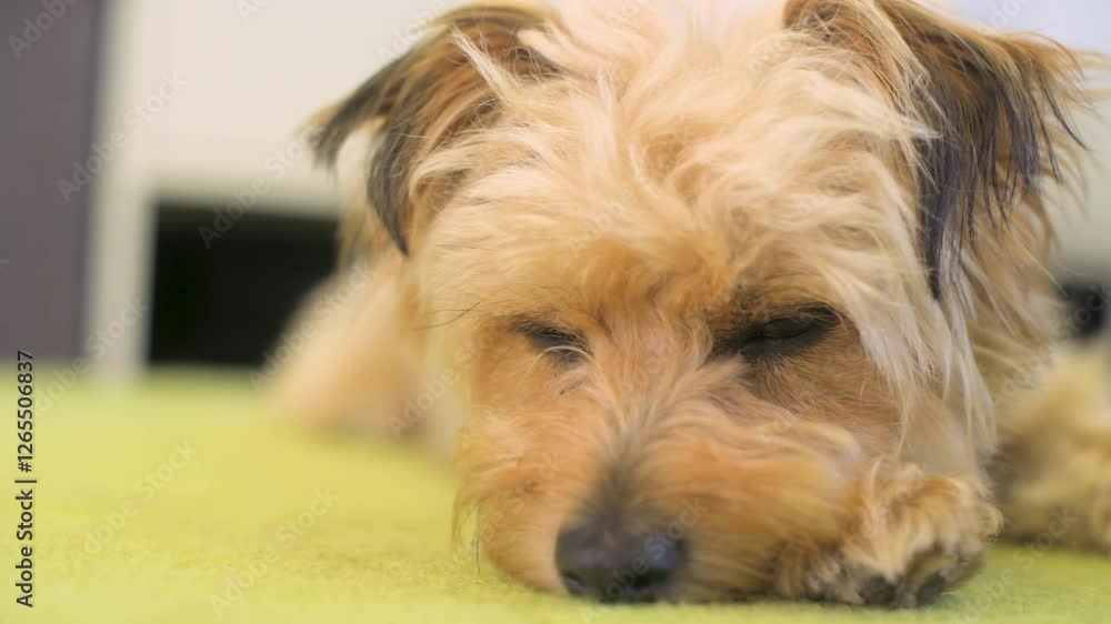 Cute close-up shot of a cute, small dog napping on a soft green carpet at home, looking at camera. Cute close-up shot of a cute, small dog napping on a soft green carpet at home, looking at camera.