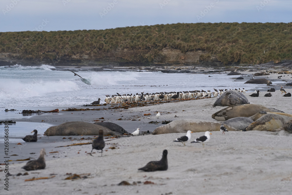 Obraz premium Gentoo Penguins (Pygoscelis papua) coming from and going to sea from a sandy beach on Sea Lion Island in the Falkland Islands.