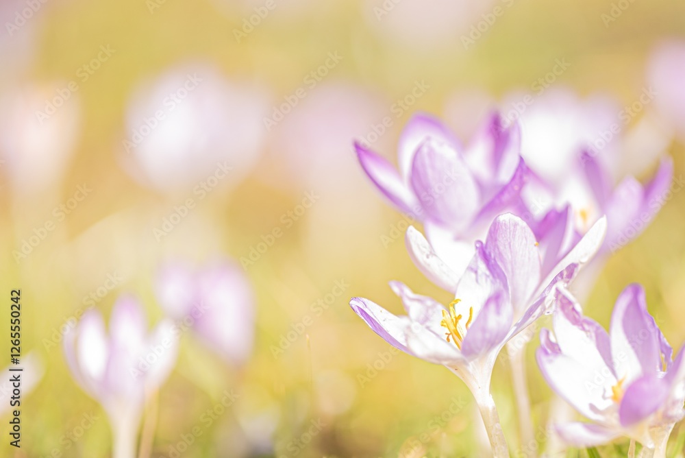 purple crocus flowers in spring photographed in fine art purple crocus flowers in spring photographed in fine art