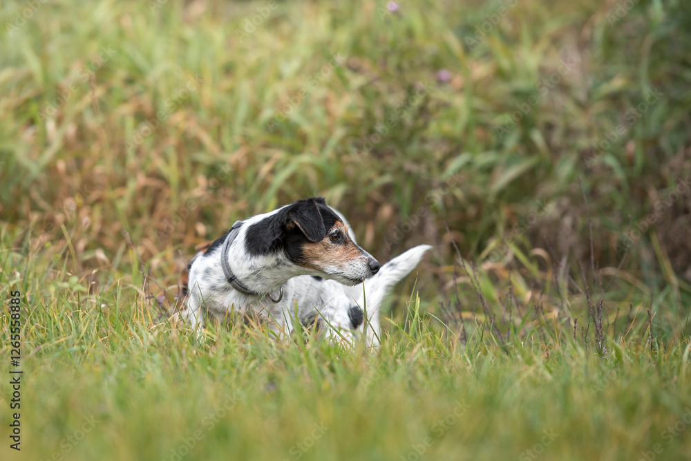 small intelligent jack russell terrier dog focuses gaze in one direction