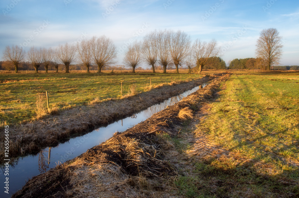Łąki i drzewa w porannym słońcu, Podlasie, Polska