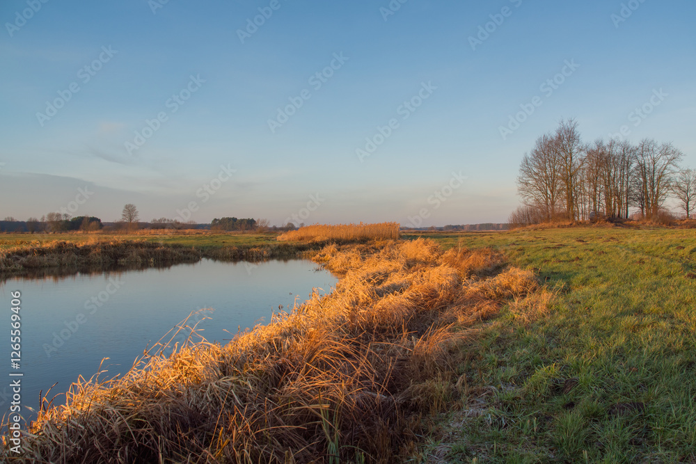 Łąki i drzewa w porannym słońcu, Podlasie, Polska