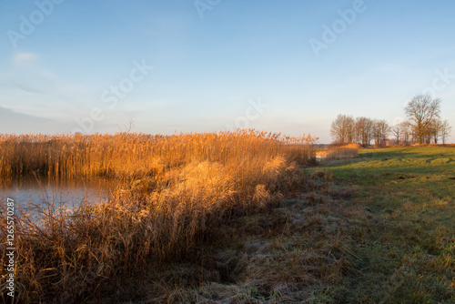 Fototapeta Naklejka Na Ścianę i Meble -  Łąki i drzewa w porannym słońcu, Podlasie, Polska