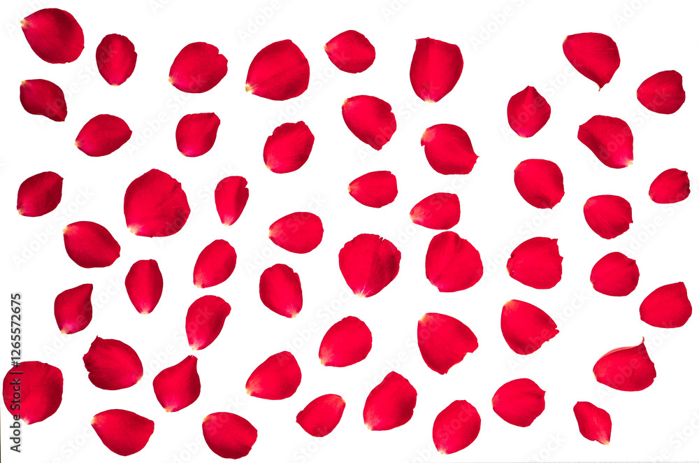 Red rose petals, separated. Isolated PNG file photographed from the top down. Red rose petals, separated. Isolated PNG file photographed from the top down.