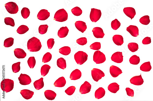 Red rose petals, separated. Isolated PNG file photographed from the top down.