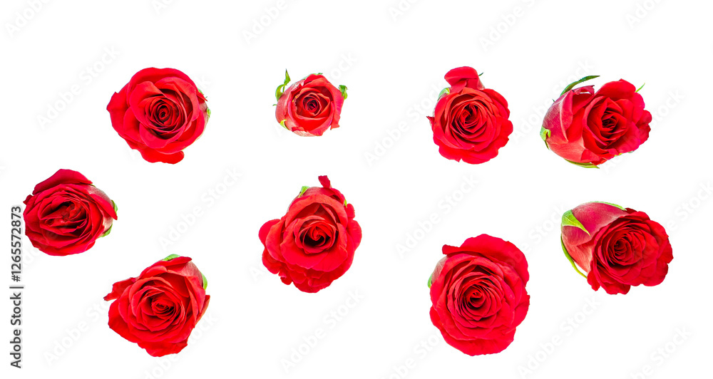 Obraz premium Red rose flower heads - isolated, PNG, photographed from the top down