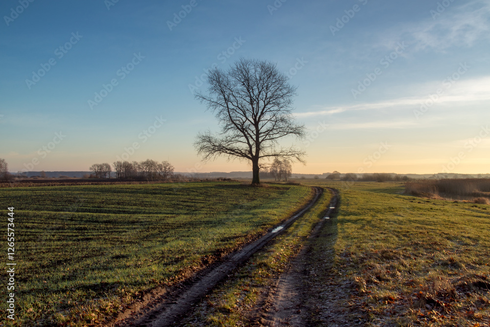 Łąki i drzewa w porannym słońcu, Podlasie, Polska