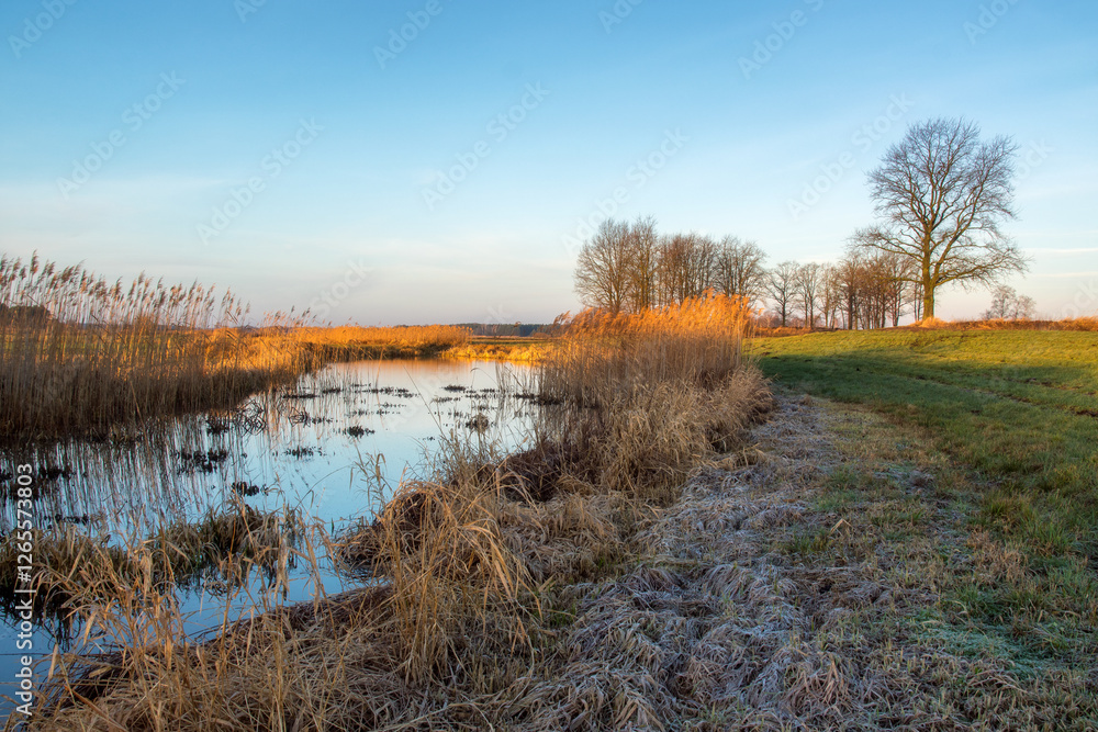 Łąki i drzewa w porannym słońcu, Podlasie, Polska
