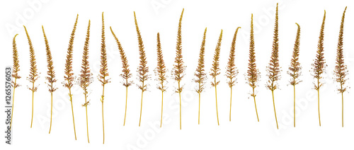 Veronicastrum flowers (Culvers Root), photographed side on with stems. Isolated, PNG file
