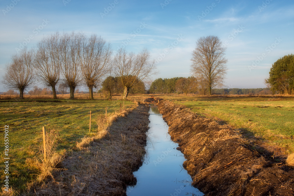 Łąki i drzewa w porannym słońcu, Podlasie, Polska