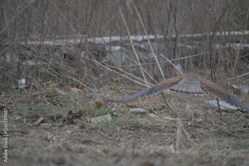 Common kestrel flying photo