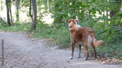 nova scotia duck tolling retriever, ginger purebred dog walking in the park