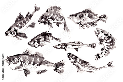 Photography watercolor painting ink chinese fish collection