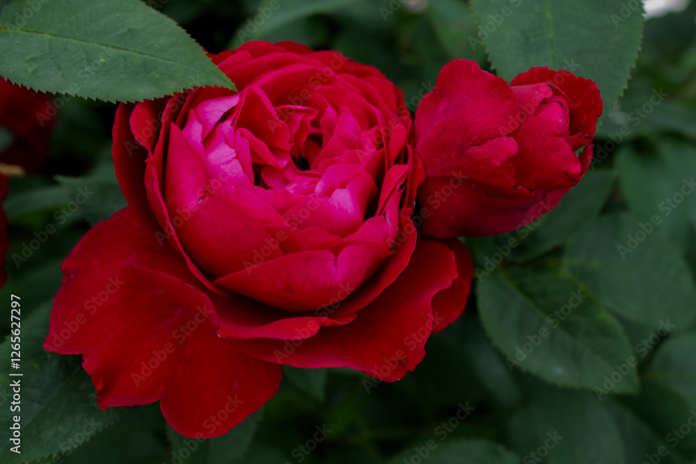 Beautiful Red Rose Petals with Rich Green Contrast. Macro photography of blooming roses. Luxury nature-inspired background Beautiful Red Rose Petals with Rich Green Contrast. Macro photography of blooming roses. Luxury nature-inspired background