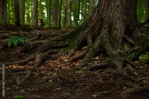 A close-up of roots above the ground covered in moss in a forest