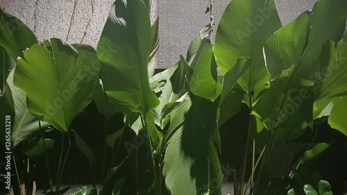 The wide leaves sway in the direction of the wind