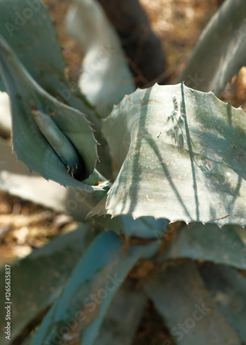 close-up of agave in mexico