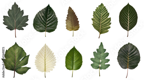 Collection of diverse leaves showcasing various shapes venation patterns and textures creating a visually rich display of nature's intricate designs and botanical variations