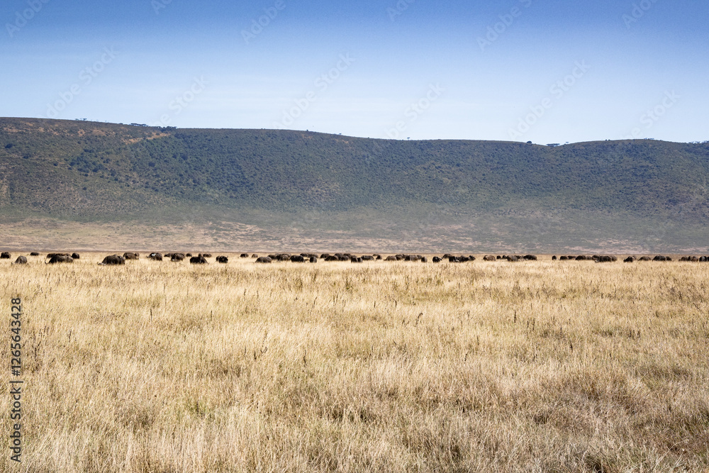 View of the Ngorongoro Crater National Park View of the Ngorongoro Crater National Park