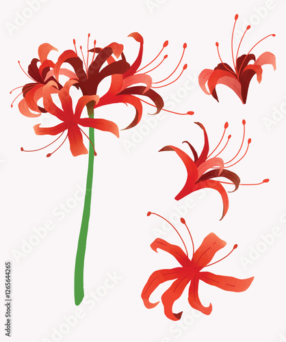 Canvas Print red spider lily or lycoris radiata flower in vector beautiful illustration for g