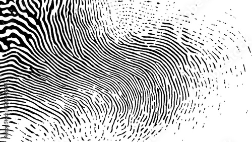 Detailed fingerprint on grunge background symbolizing identity verification. Vector black fingerprint on white Transparent background.