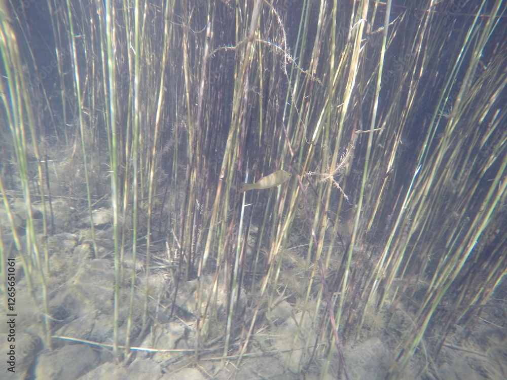 Ταπετσαρία underwater vegetation macrophytes in a lake