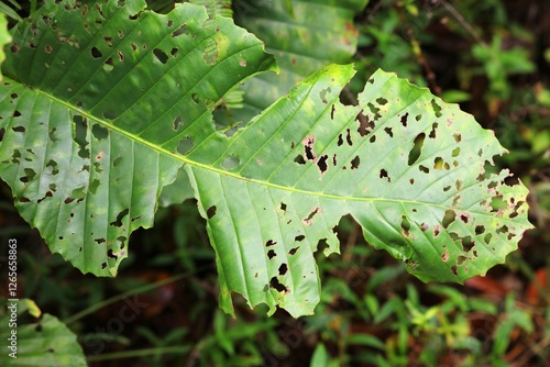 Pest damage - holes in a plant leaf photo