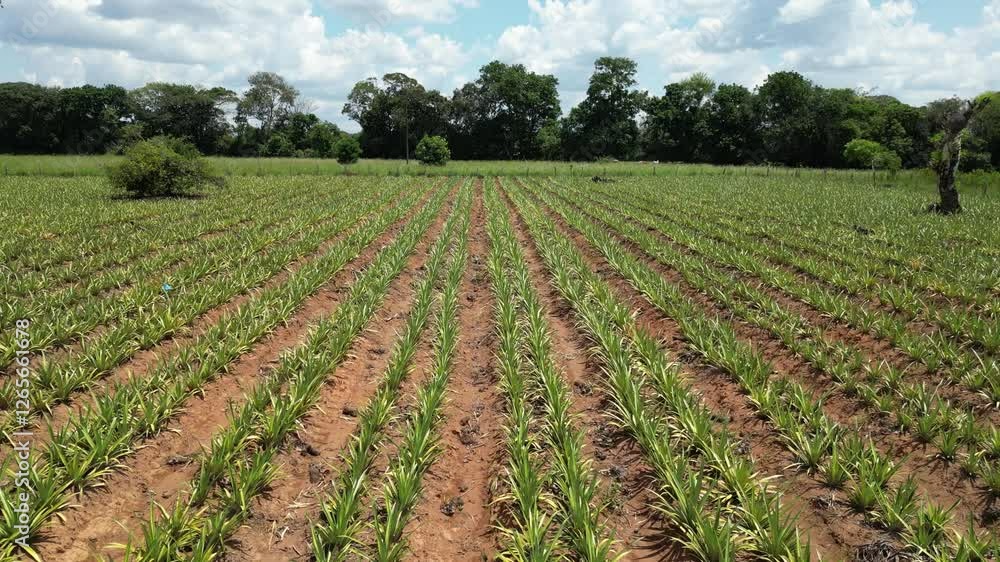 Cultivo Piña Cultivo Piña