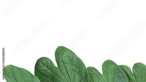 A bauhinia leaf isolated on a white background, showcasing its unique split shape for creative use. photo