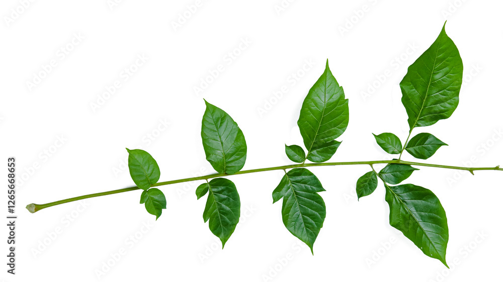 Fototapeta premium Cut out Millingtonia hortensis or Indian Cork leaves with clipping paths on white background