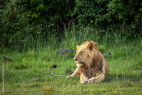 Male lion resting in Olare Motorogi Conservancy, Keya