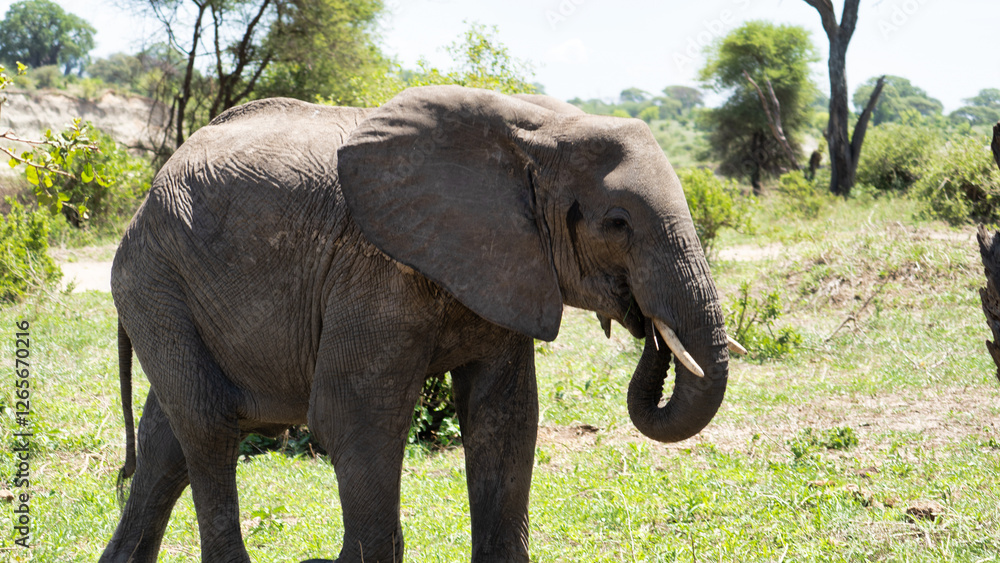 A Majestic Elephant Roaming Freely in Its Natural Habitat Amongst Beautiful Landscapes Tarangire National Park Tanzania Africa A Majestic Elephant Roaming Freely in Its Natural Habitat Amongst Beautiful Landscapes Tarangire National Park Tanzania Africa