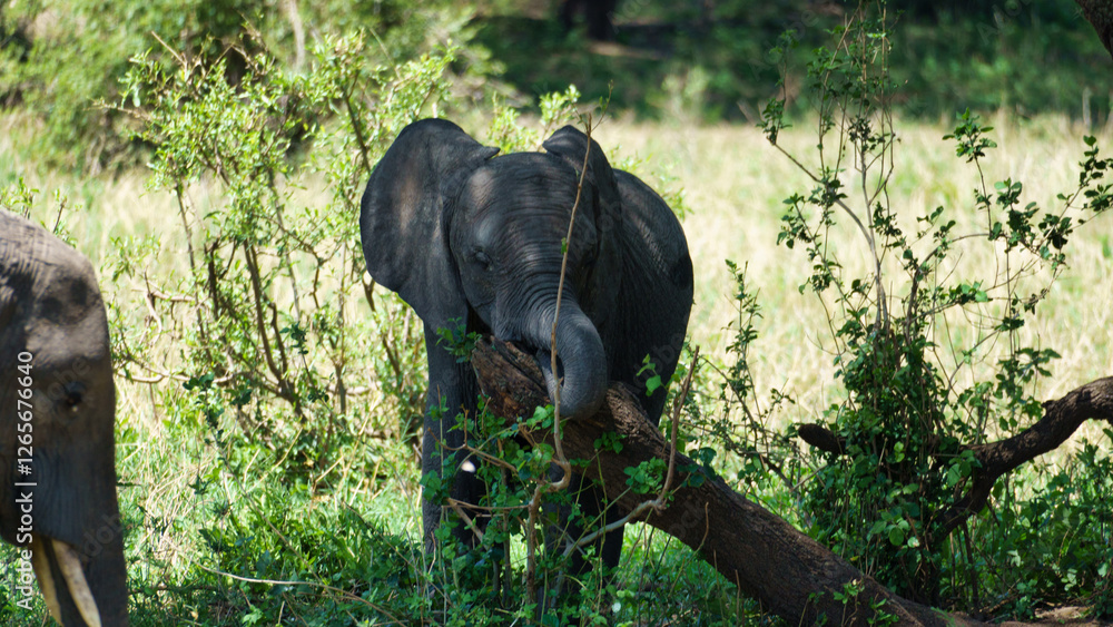 Fototapeta premium A Young Elephant is Happily Feeding in Its Natural Habitat, Surrounded by Mother Nature