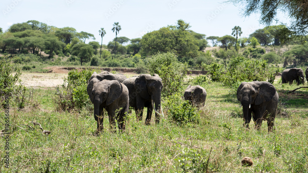 Majestic Elephants Gracefully Roaming Through a Vibrant and Lush Savanna Landscape Majestic Elephants Gracefully Roaming Through a Vibrant and Lush Savanna Landscape