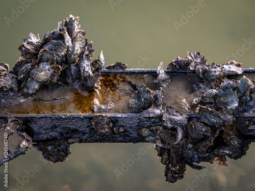 Austern an einem Stahlträger