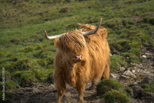 Highland Coos on the Isle of skye