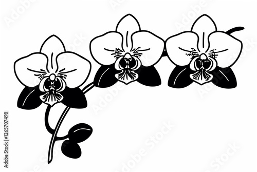 orchid on black background