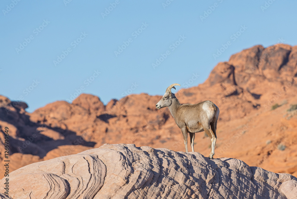 Desert Bighorn Sheep in Winter in the Valley of Fire State Park Nevada Desert Bighorn Sheep in Winter in the Valley of Fire State Park Nevada