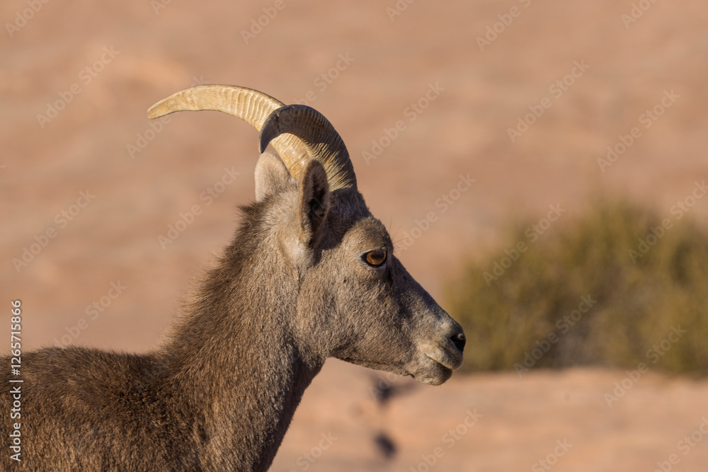 Desert Bighorn Sheep in Winter in the Valley of Fire State Park Nevada Desert Bighorn Sheep in Winter in the Valley of Fire State Park Nevada