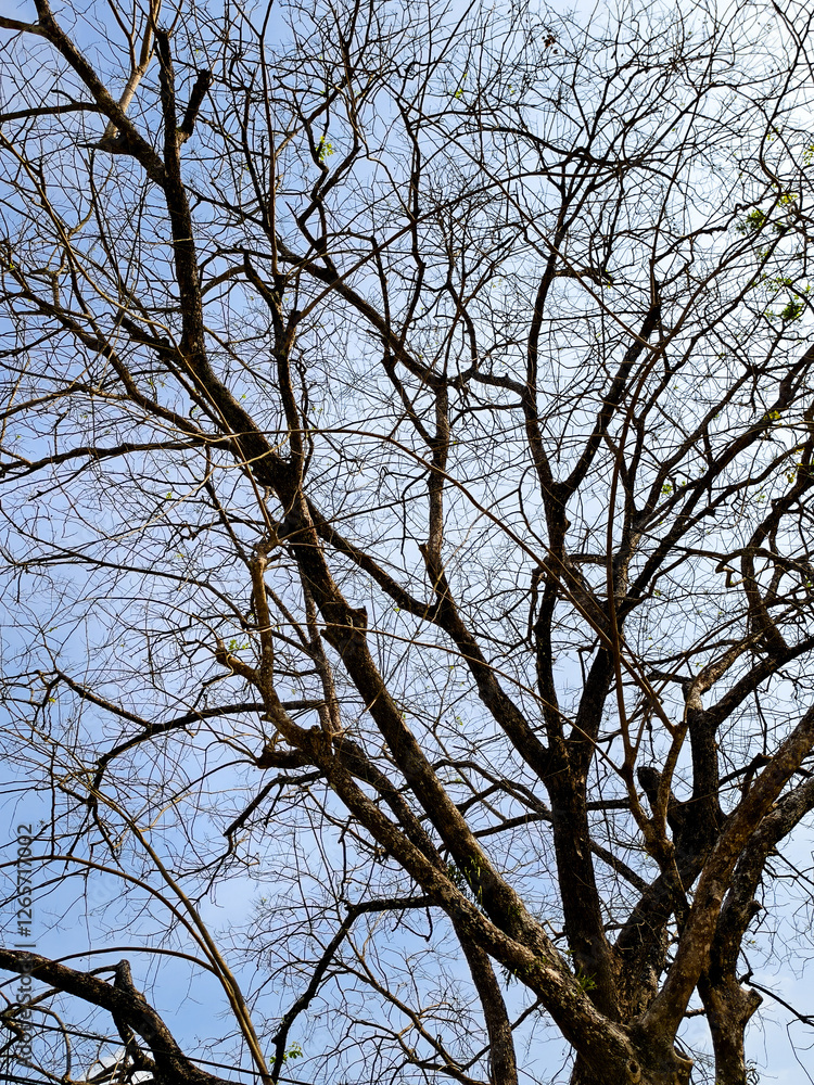 Bare Branches Reaching: An intricate network of bare branches stretches skyward against a pale blue sky, a powerful image of resilience and strength. Bare Branches Reaching: An intricate network of bare branches stretches skyward against a pale blue sky, a powerful image of resilience and strength.