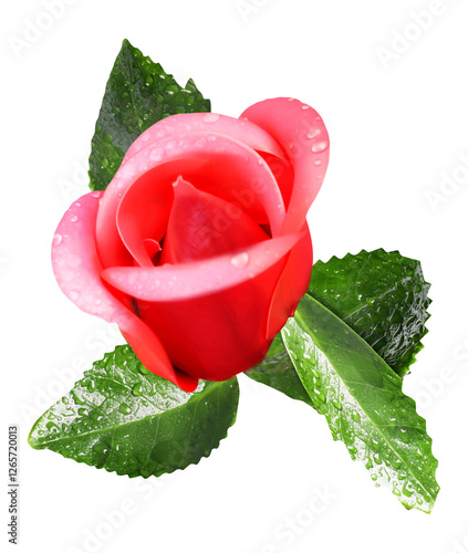 Red rose with green leaves isolated on white background. Clipping path
