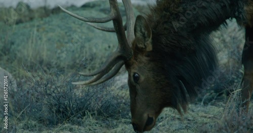 Wild Elk in Rocky Mountains Grazing 
