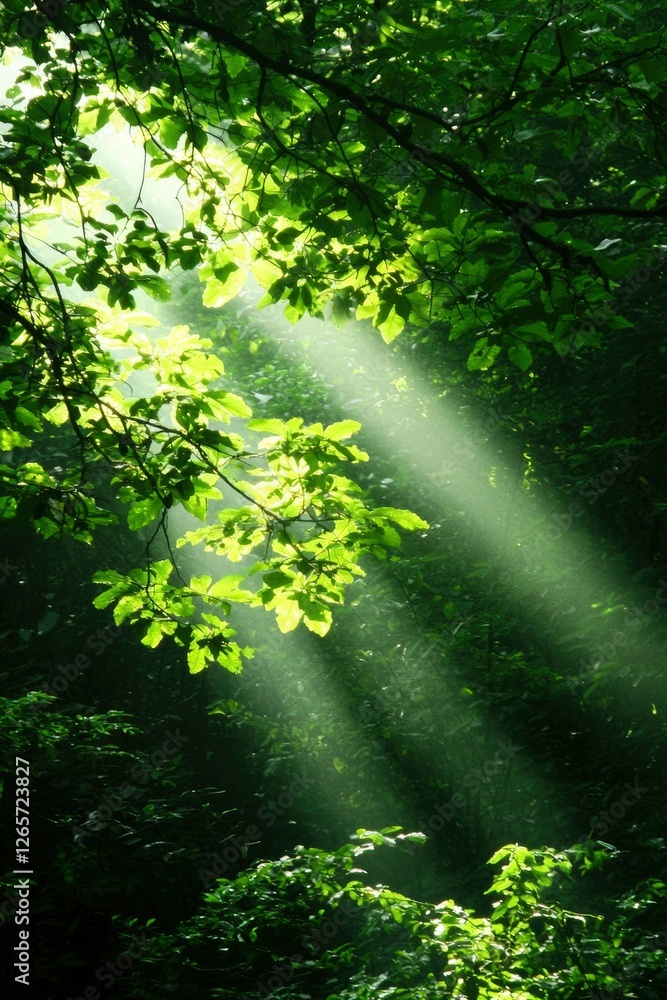 Obraz premium Sunlight filters through leaves in a forest, creating a peaceful atmosphere